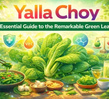 yalla choy